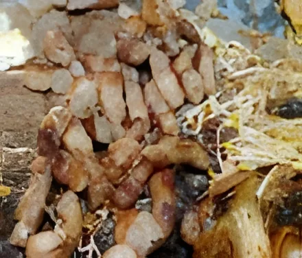 Jangan Sikdang