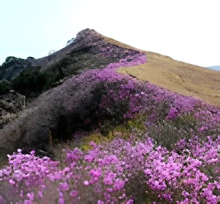 Hwawangsan Mountain