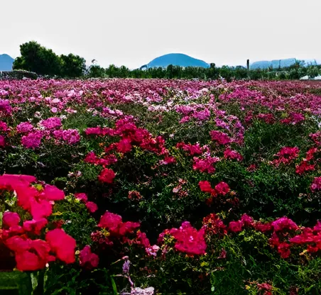 Gangnaru Ecological Park
