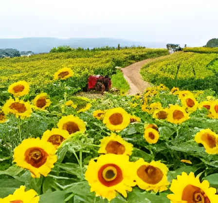 Gangju Village